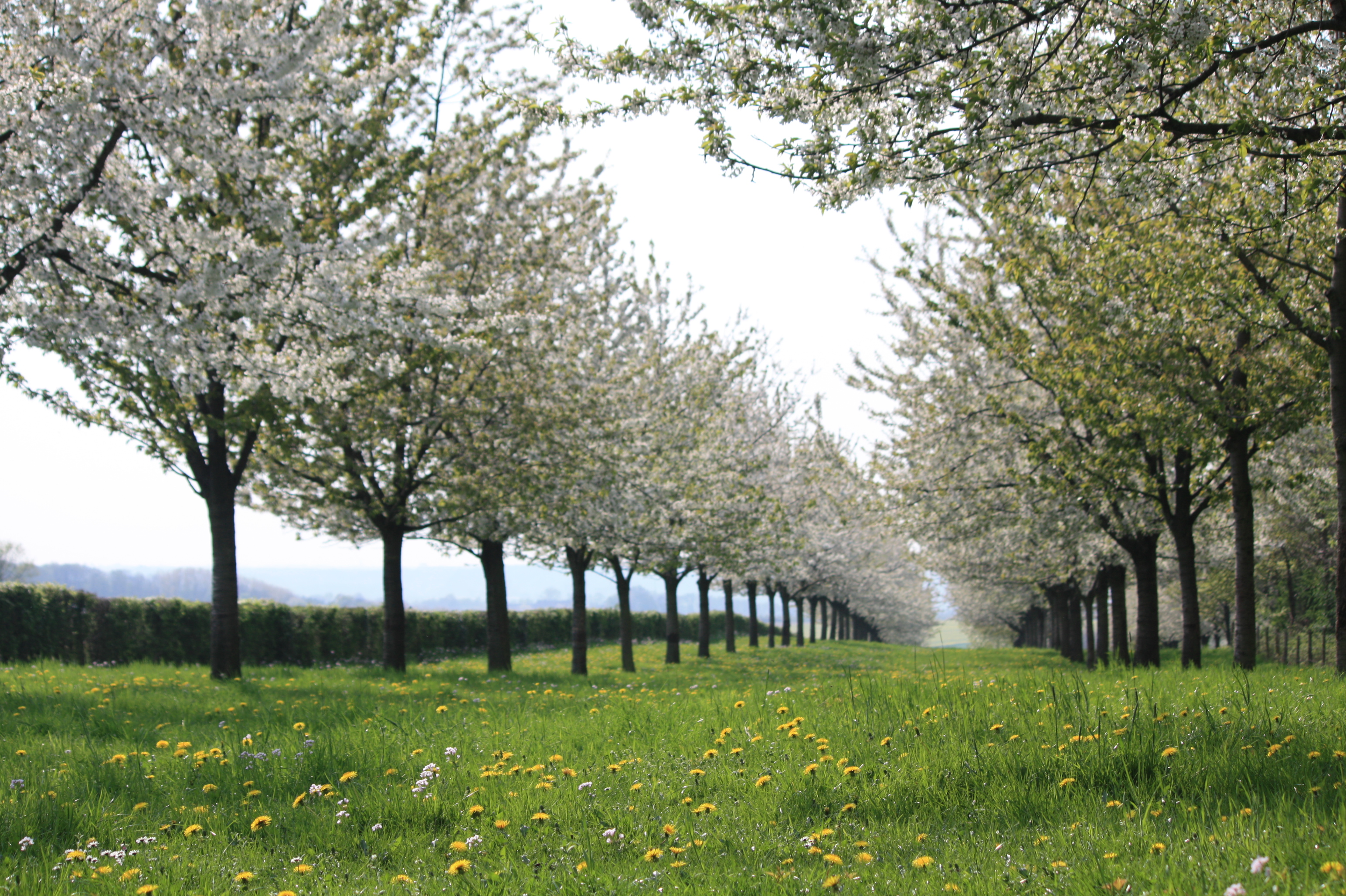 Hoogstamfruitboomgaard