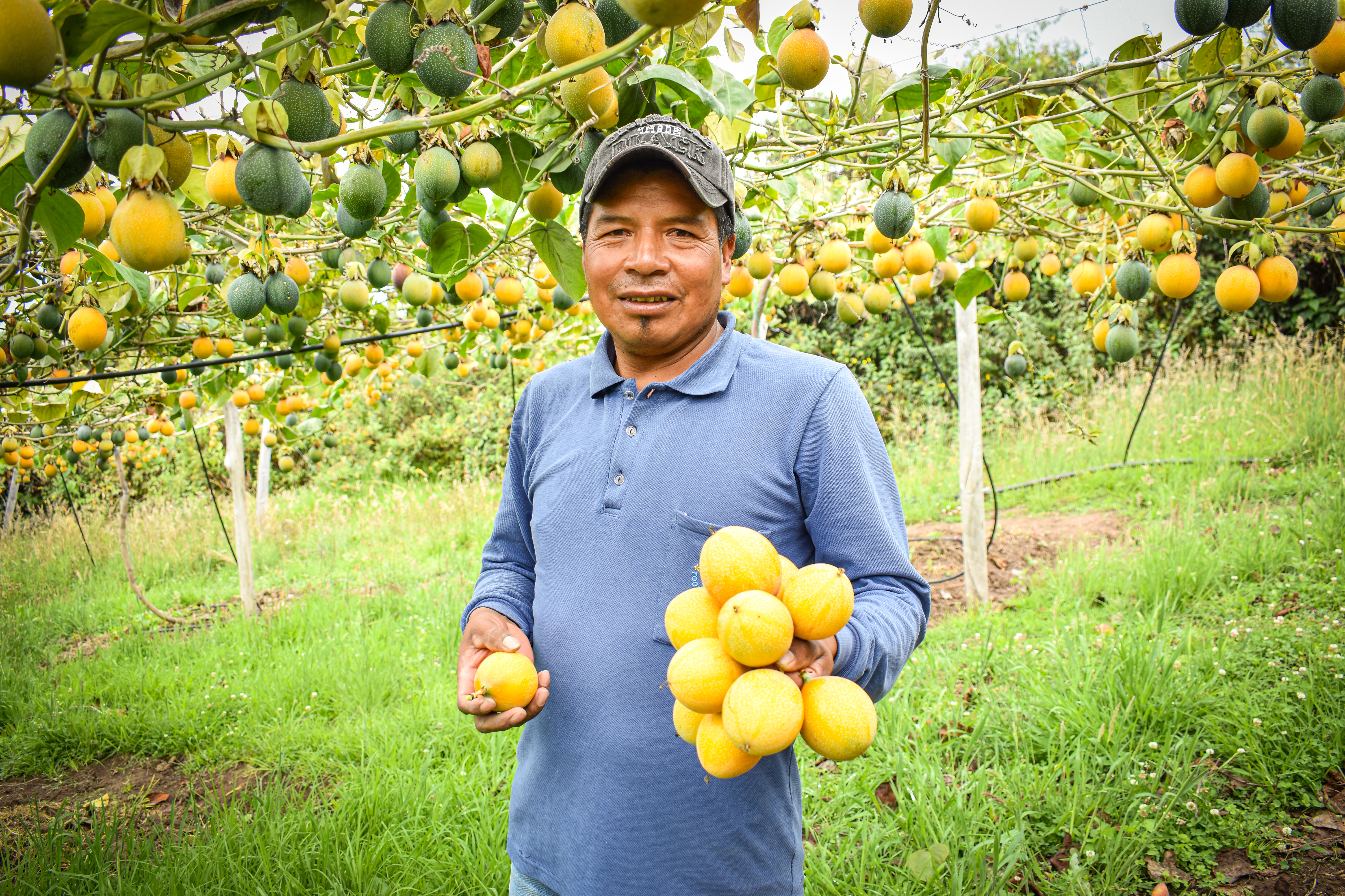 male farmer equador holding produce