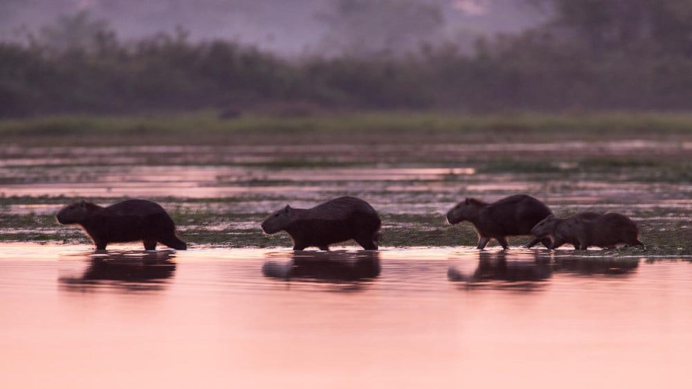 Capybaras in Colombia