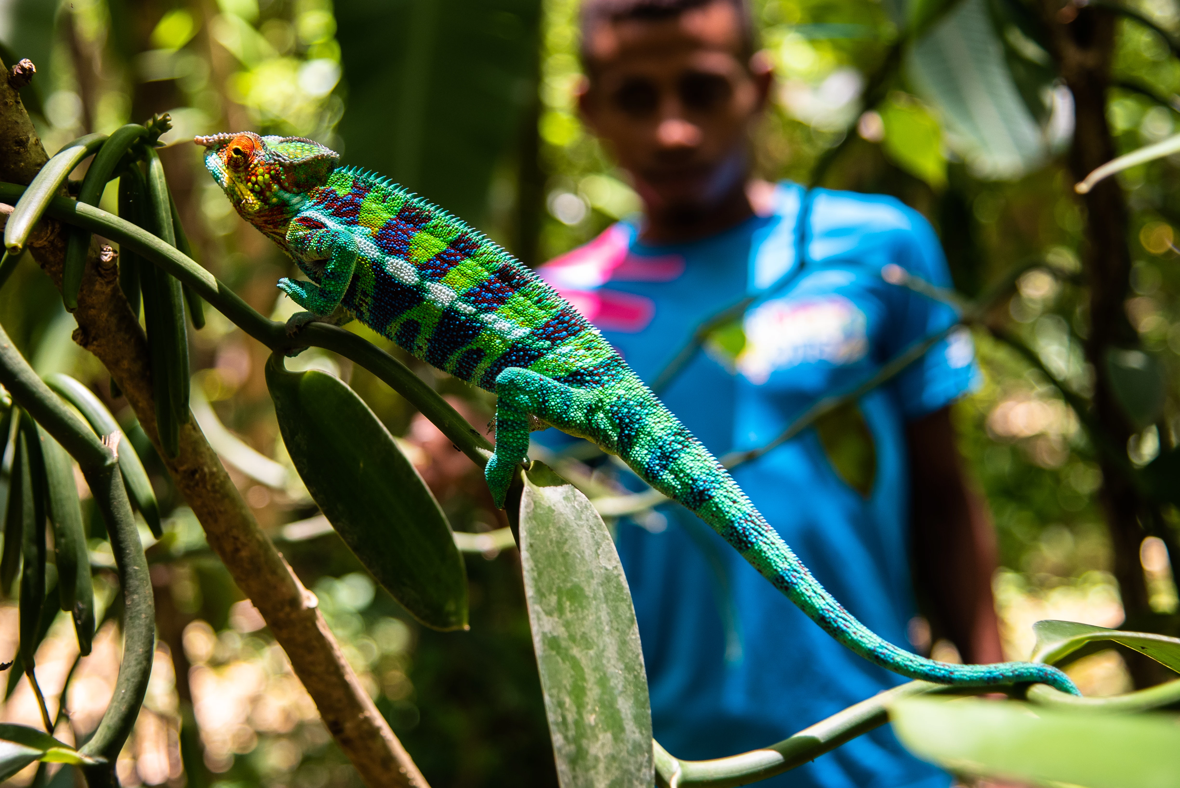 Chameleon on Vanilla Vine