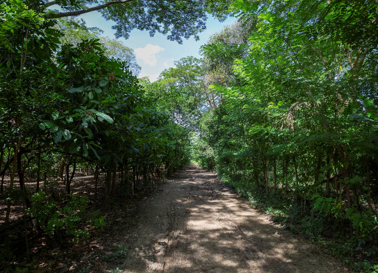 Road through Cocoa Forest.jpg