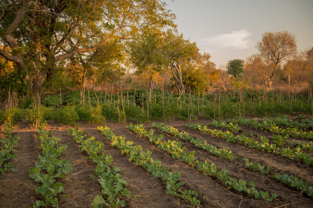 Akker in Zambia met verschillende gewassen