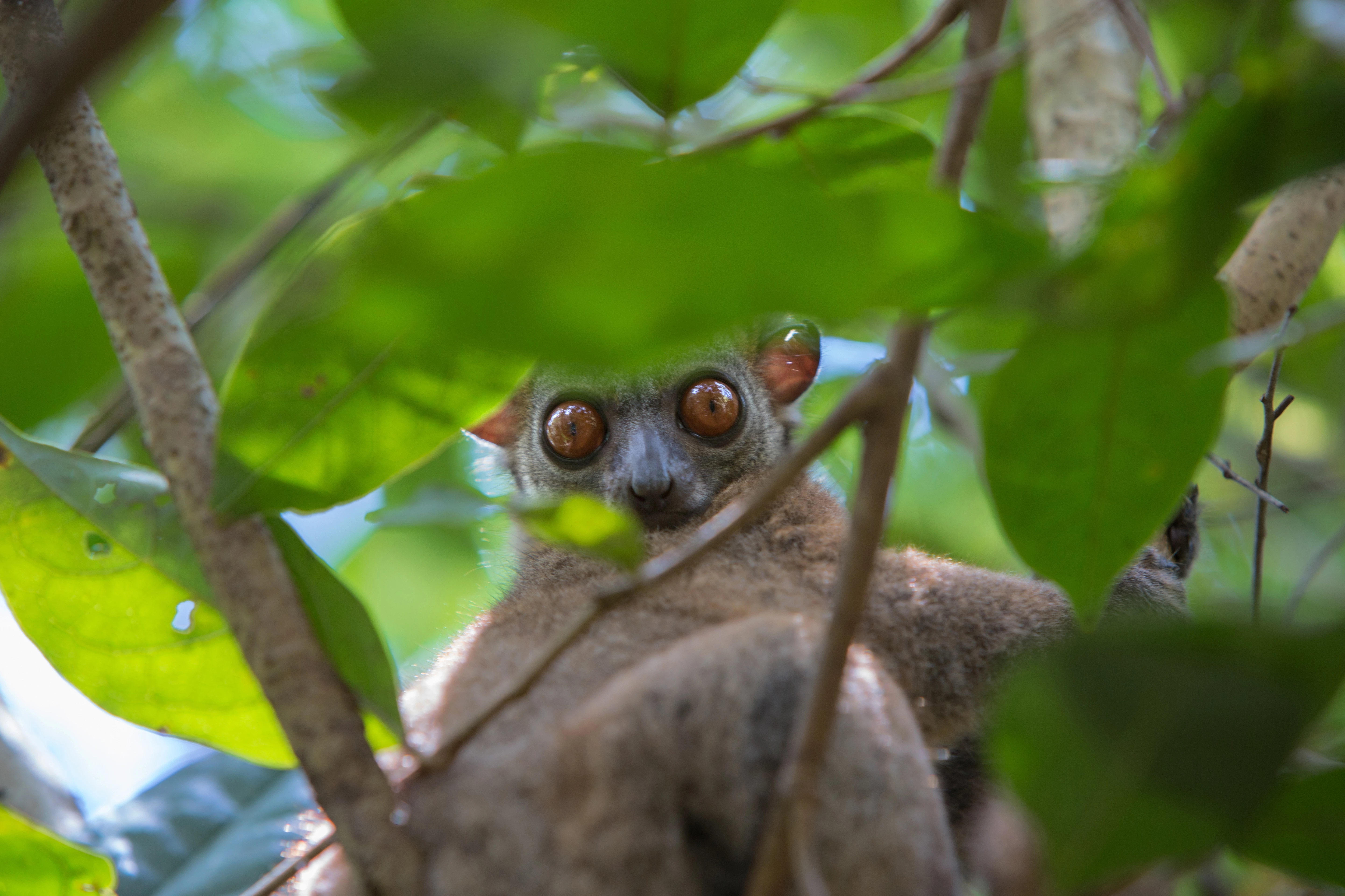 Gray Backed Lemur