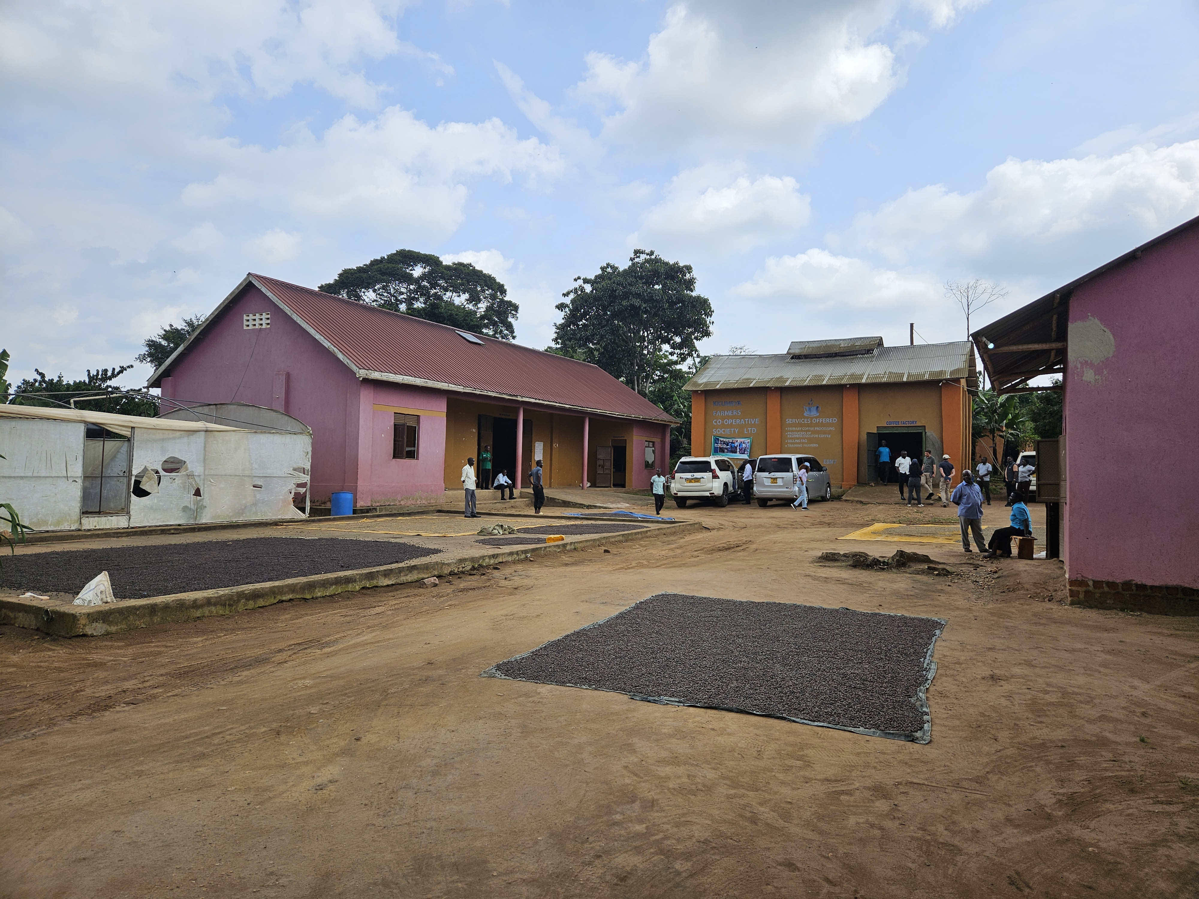coffee spread to dry on the ground