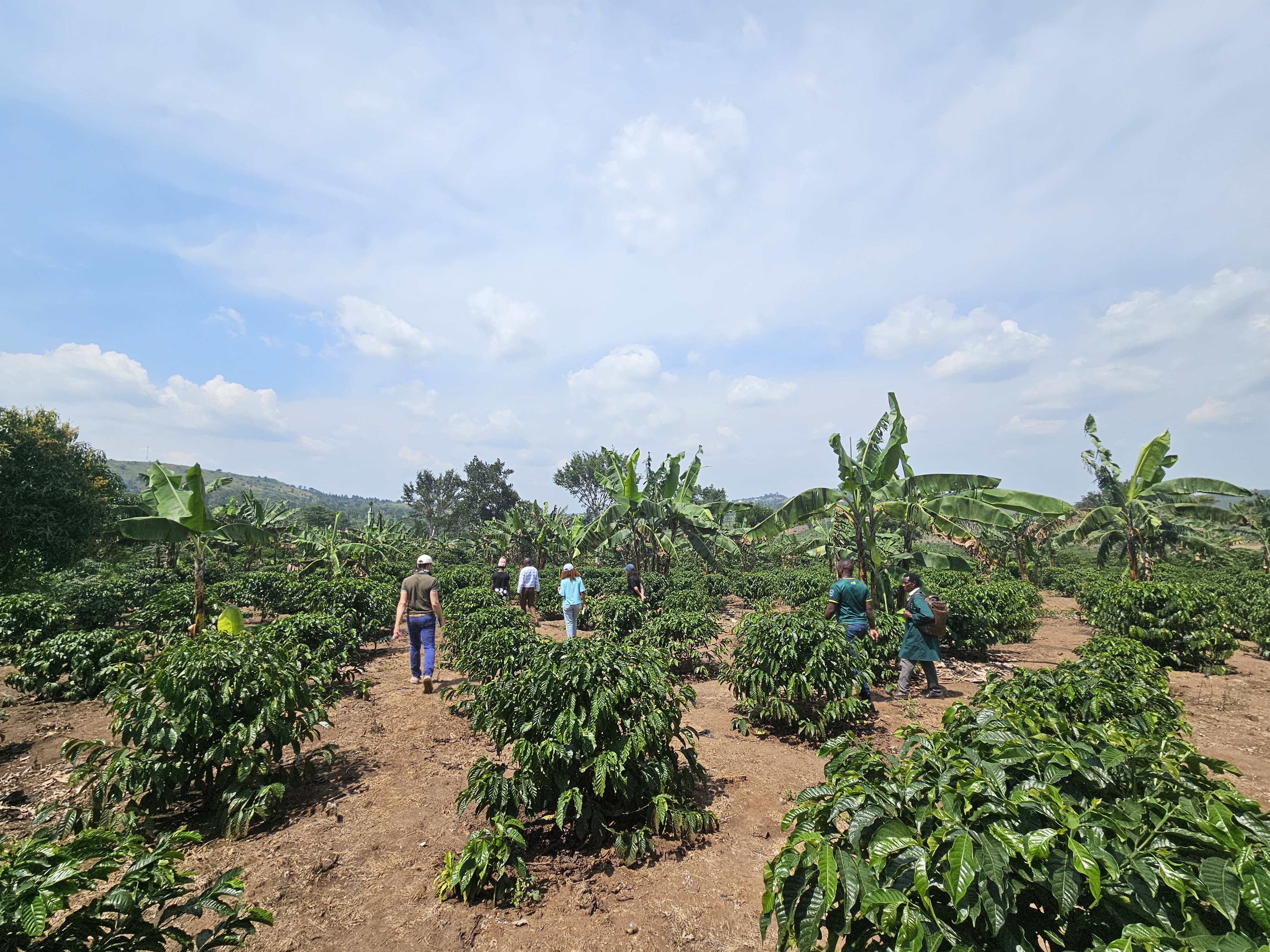 coffee plantation Uganda