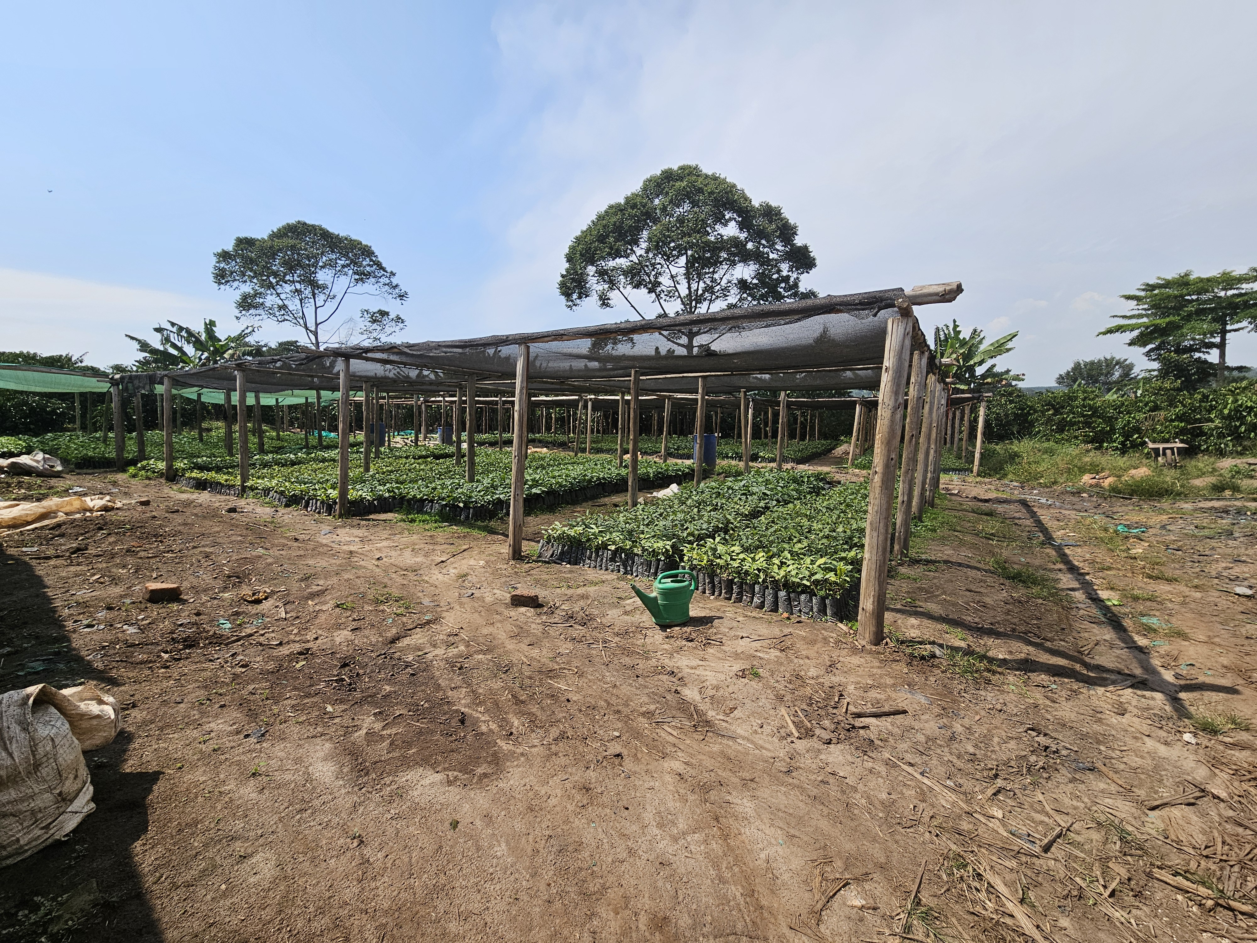 small coffee plants uganda