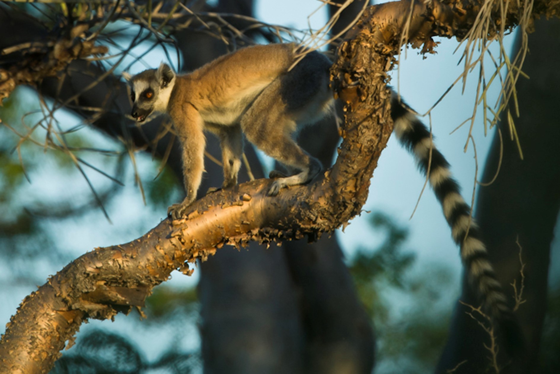 Lemur