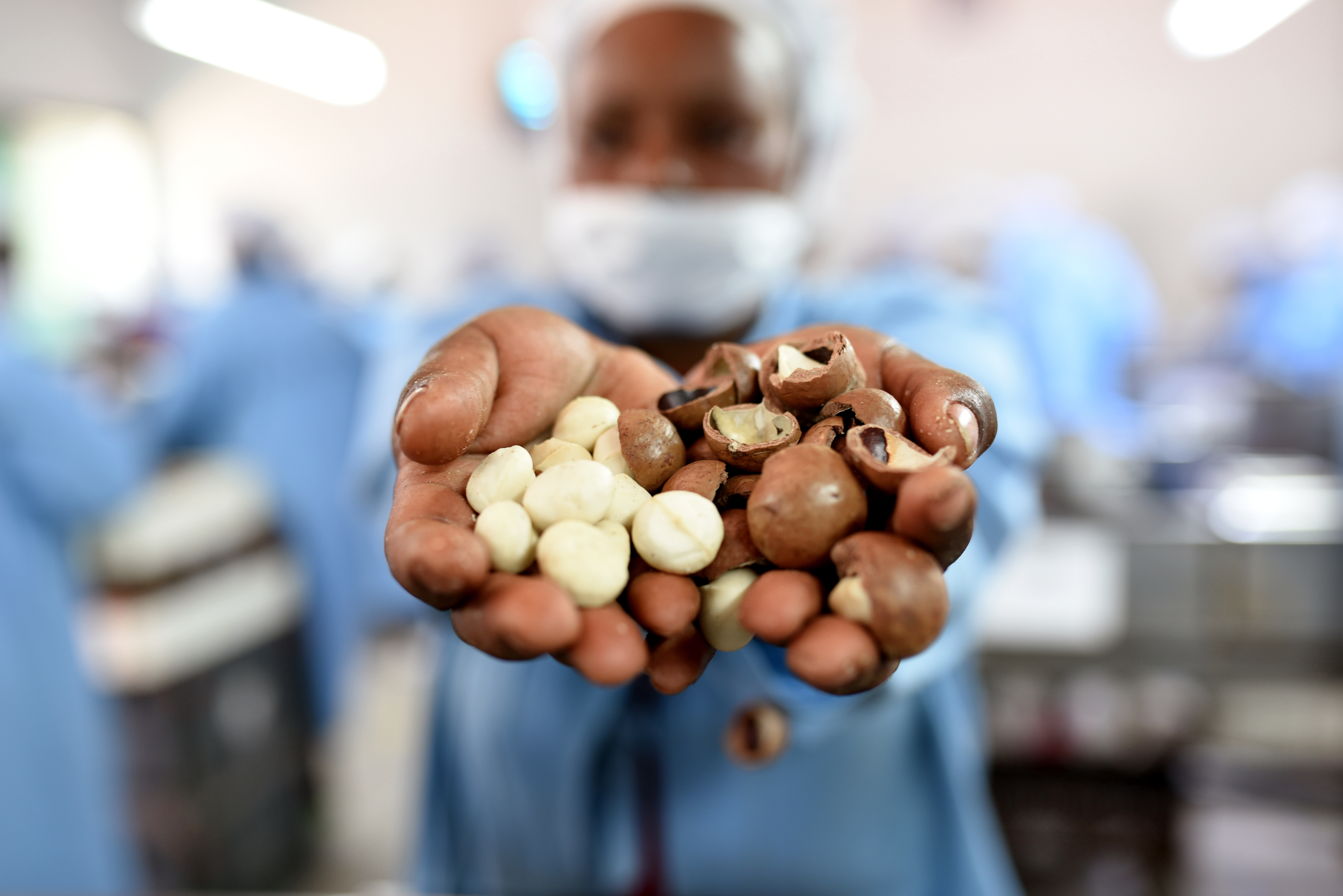 persoon houd handen vol macadamia noten voor de camera
