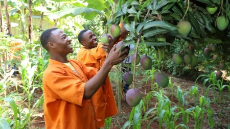 picking mangos kenia