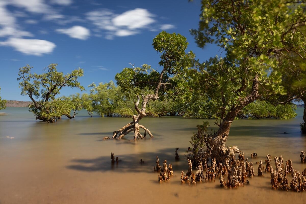 mangroves
