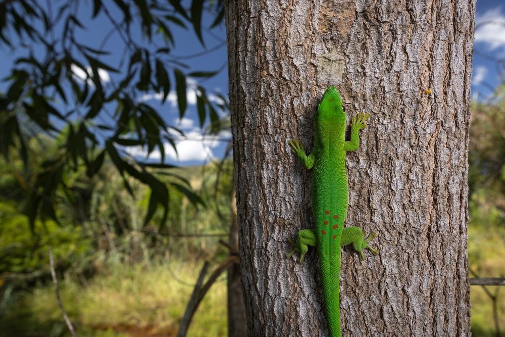 gifgroene hagedis klimt op boomschors