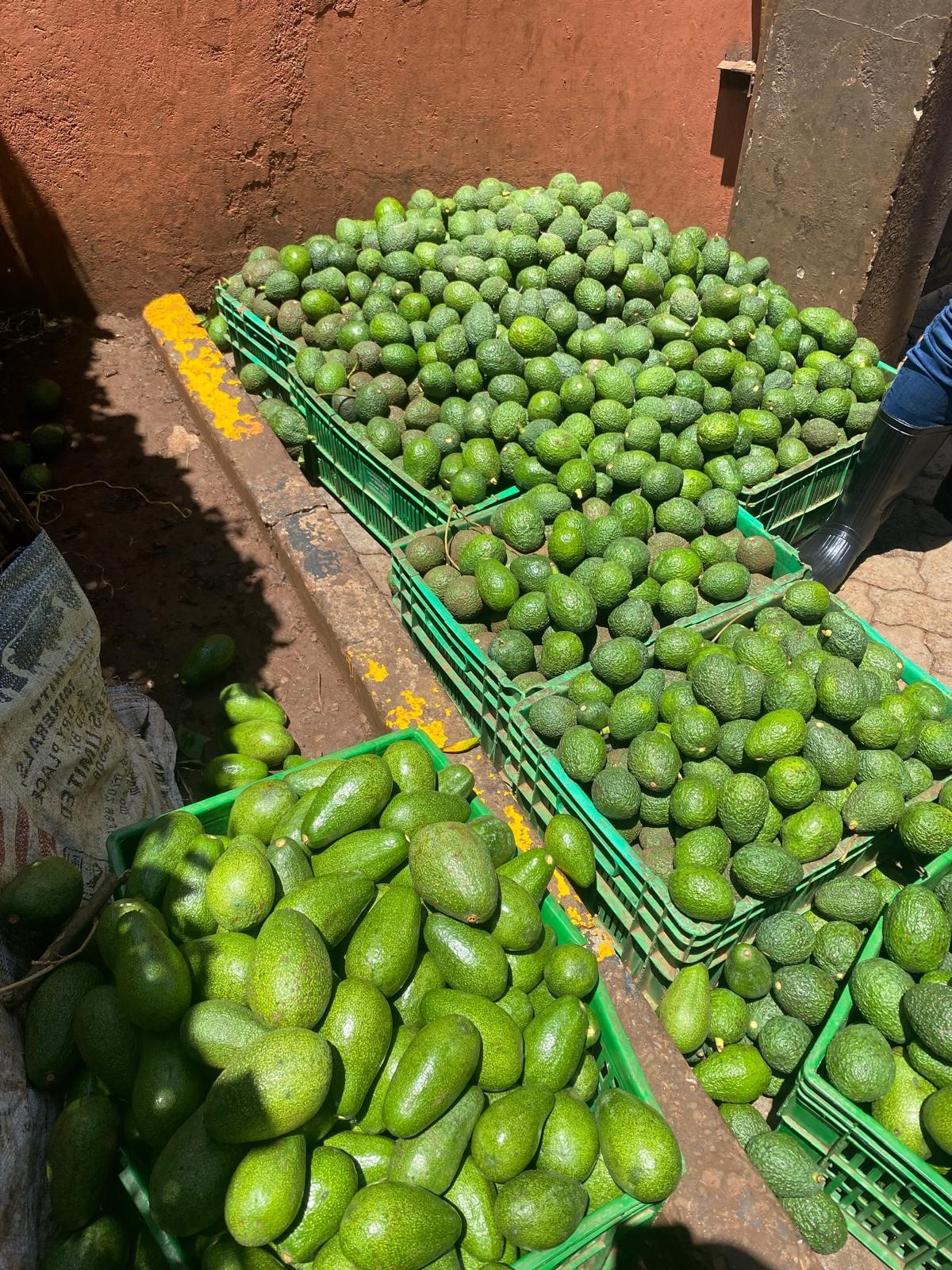 kratten vol met rijpe advocado's