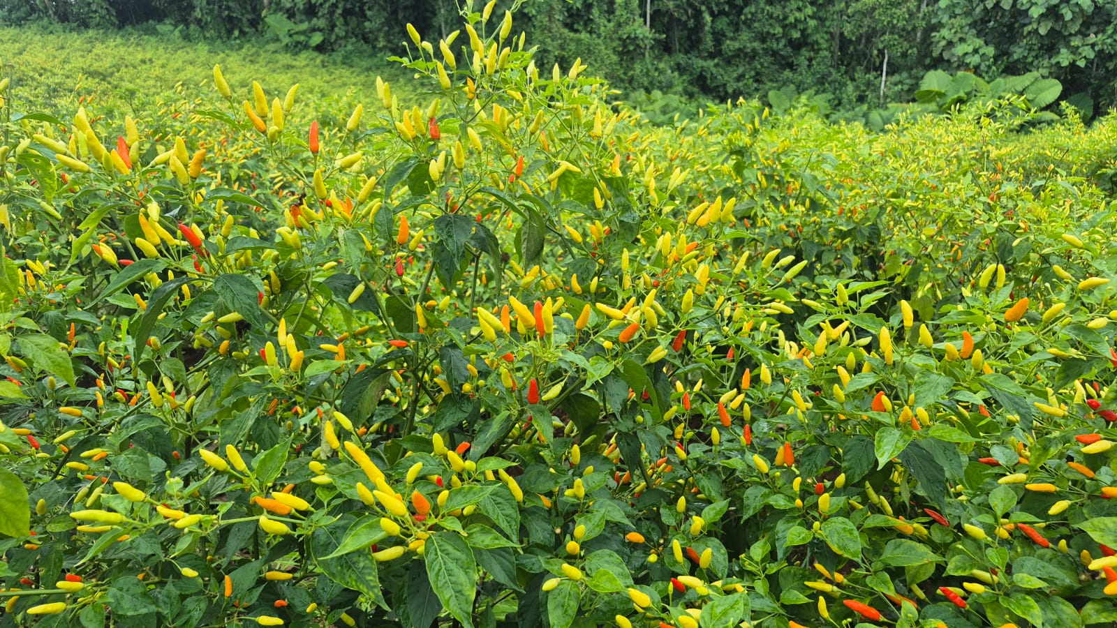 chili struiken