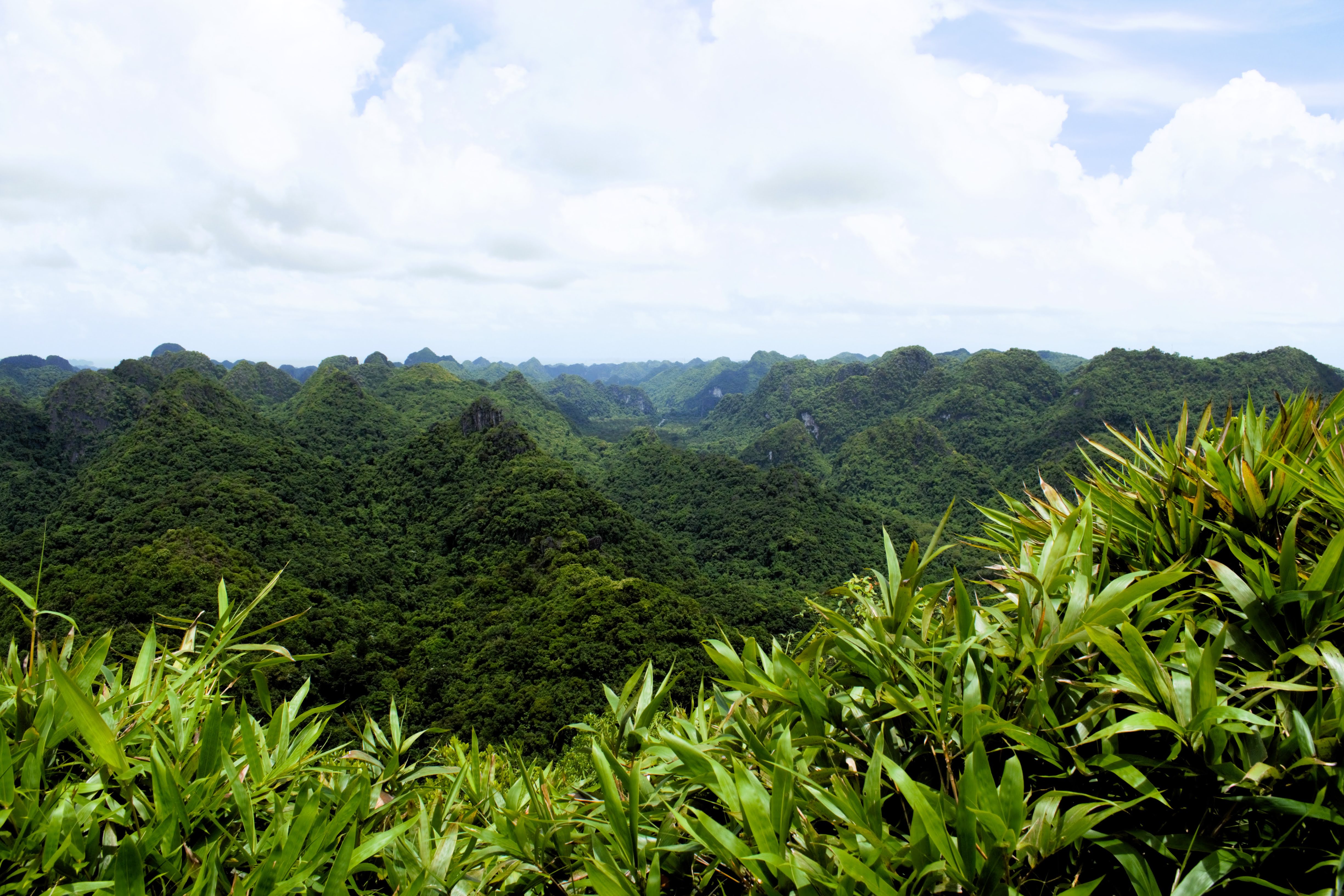 Forests of North West Vietnam