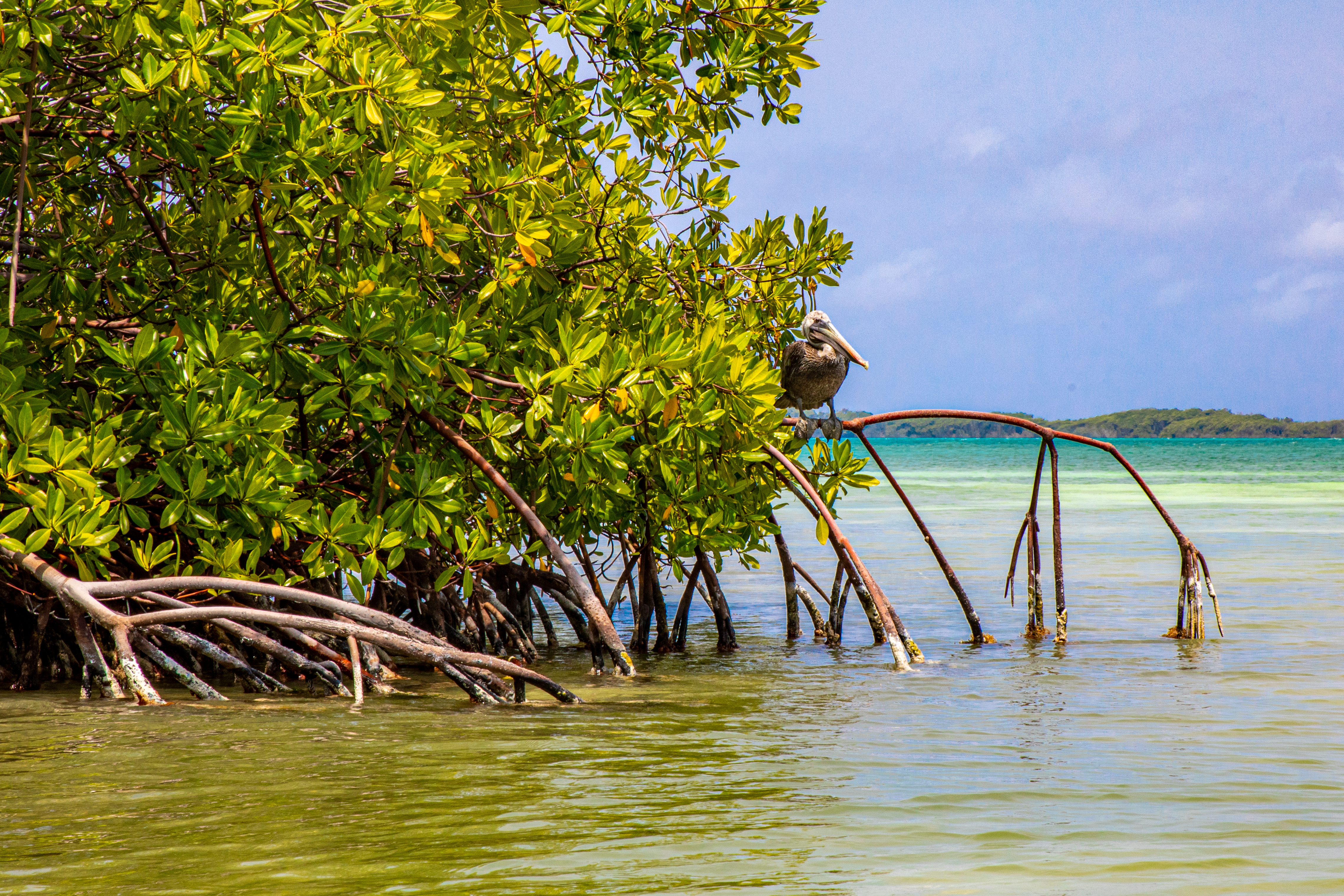 Mangrove en vogel op Curacao