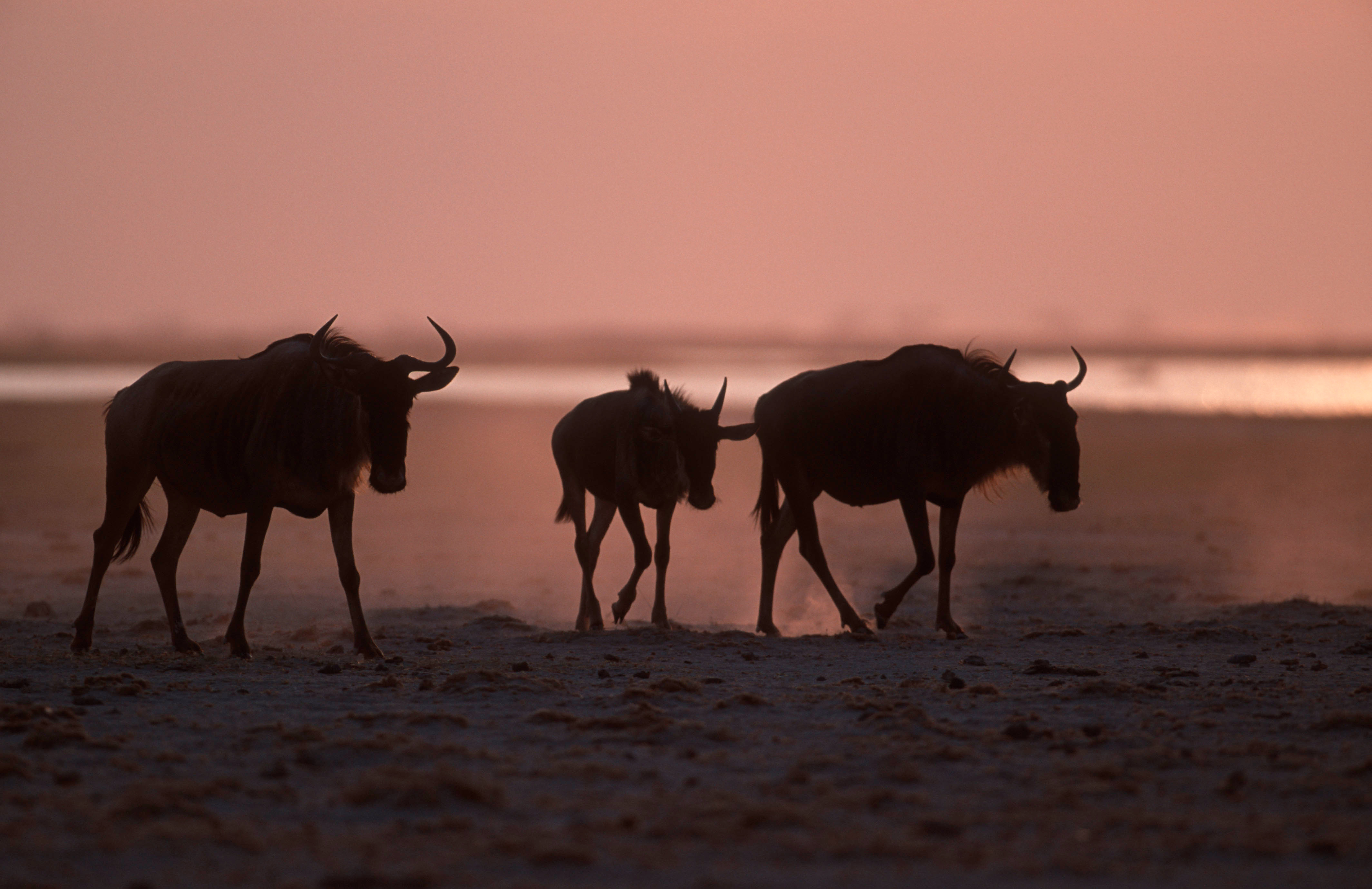3 gnoes bij zonsopkomst