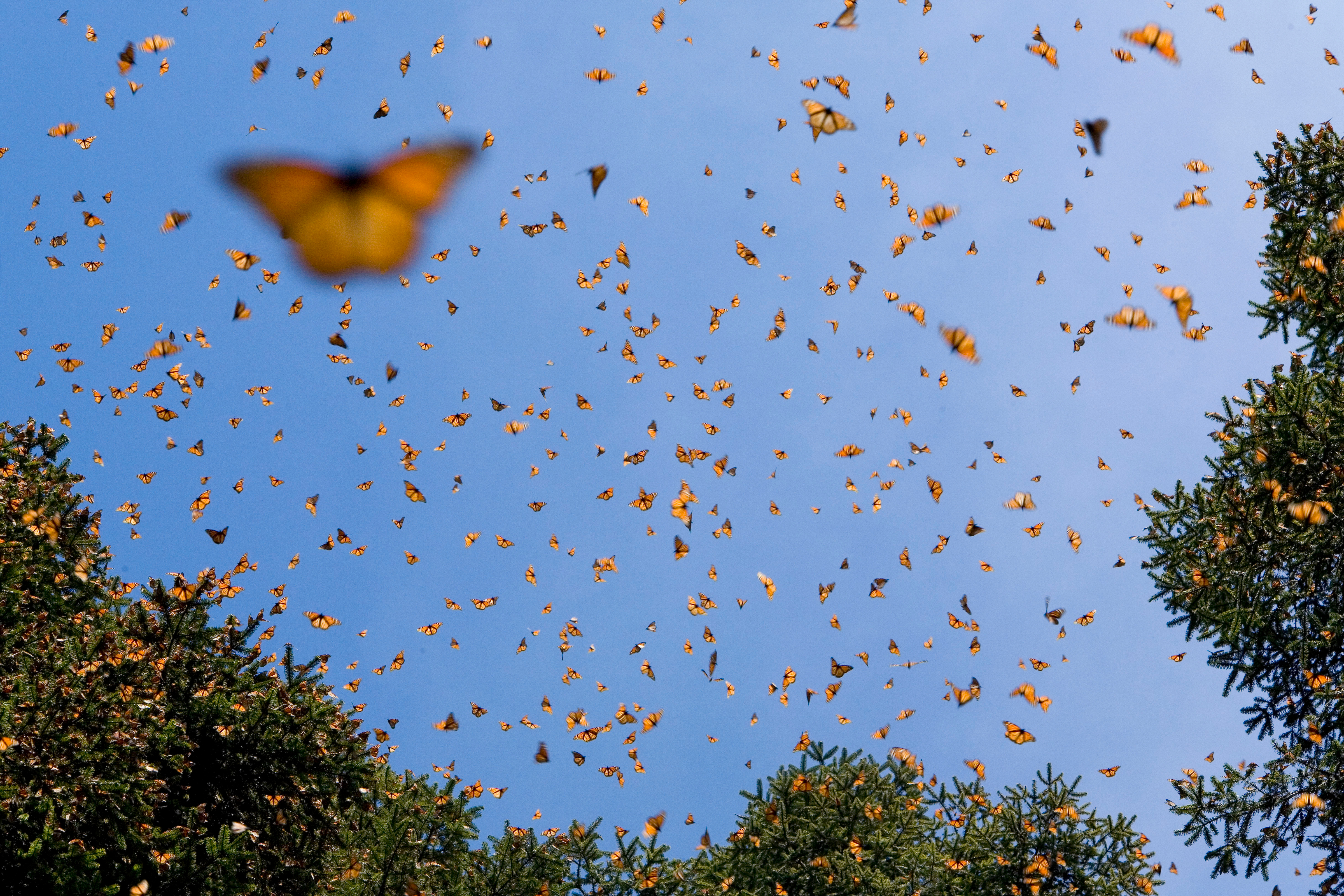 Monarchvlinders (Danaus plexippus) vliegen in de warmte van de middagzon, overwinterende kolonie in Michoacan, Mexico