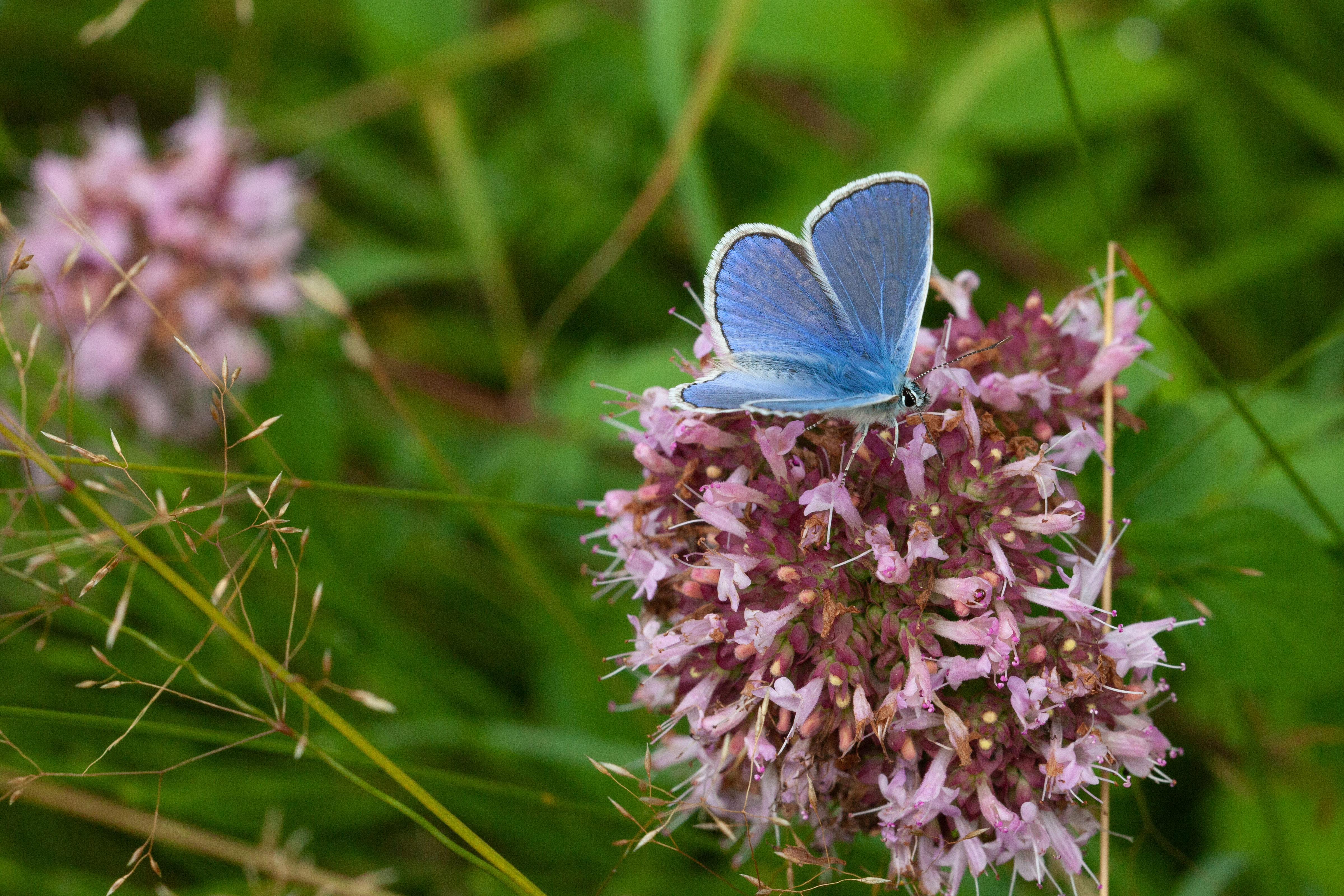 Icarusblauwtje op wilde marjolein
