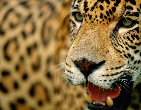 Jaguar close-up