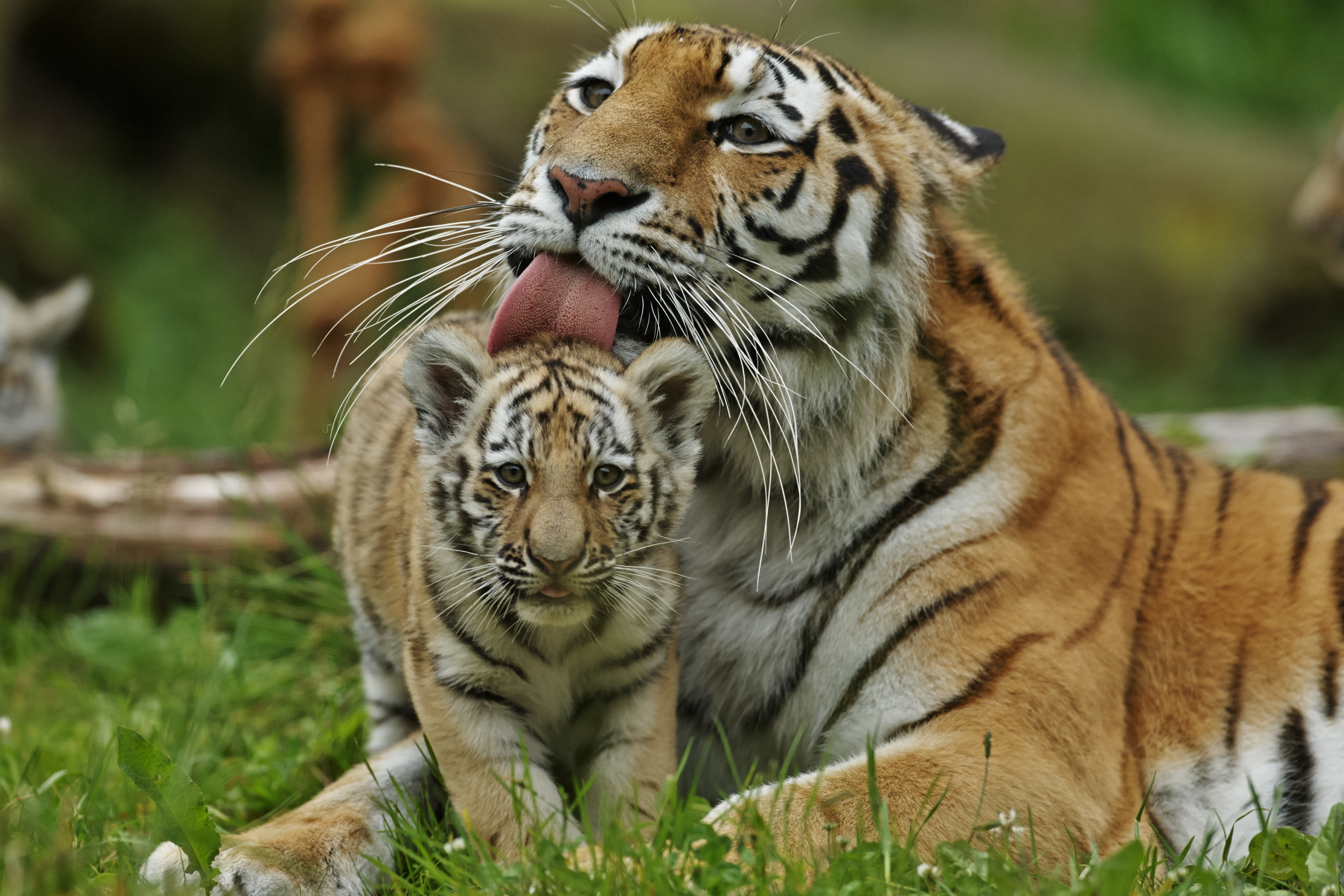 Amoertijger met welpje in het gras