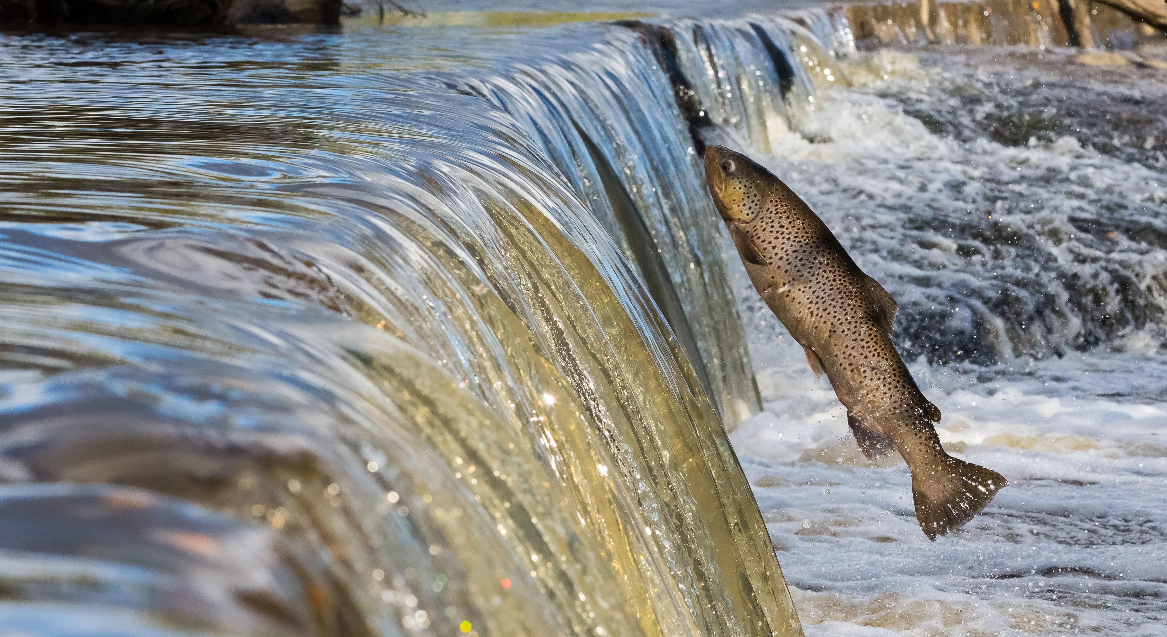 Een zalm zwemt omhoog tegen een waterval