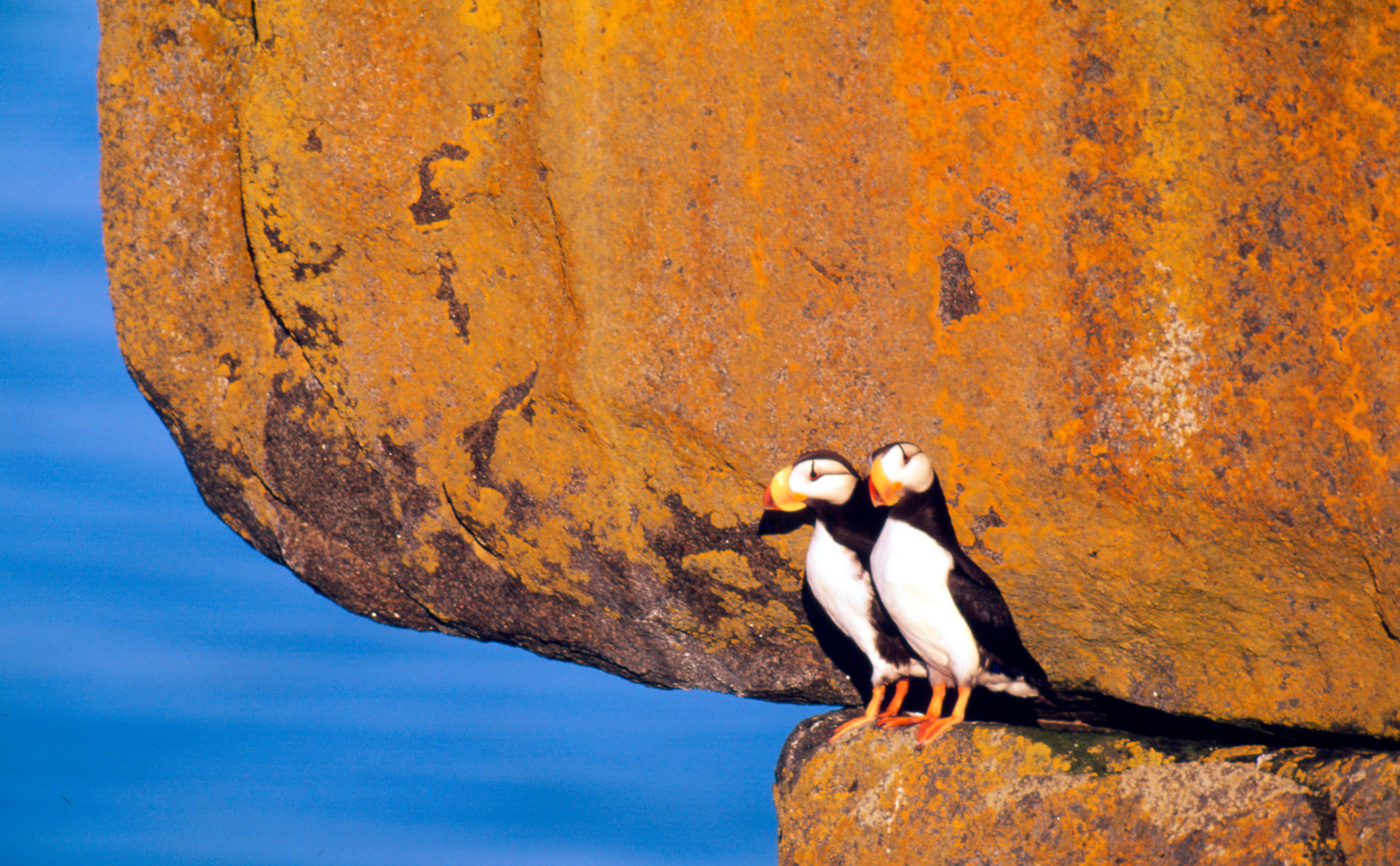 Twee papegaaiduikers op een rots, Bering Zee