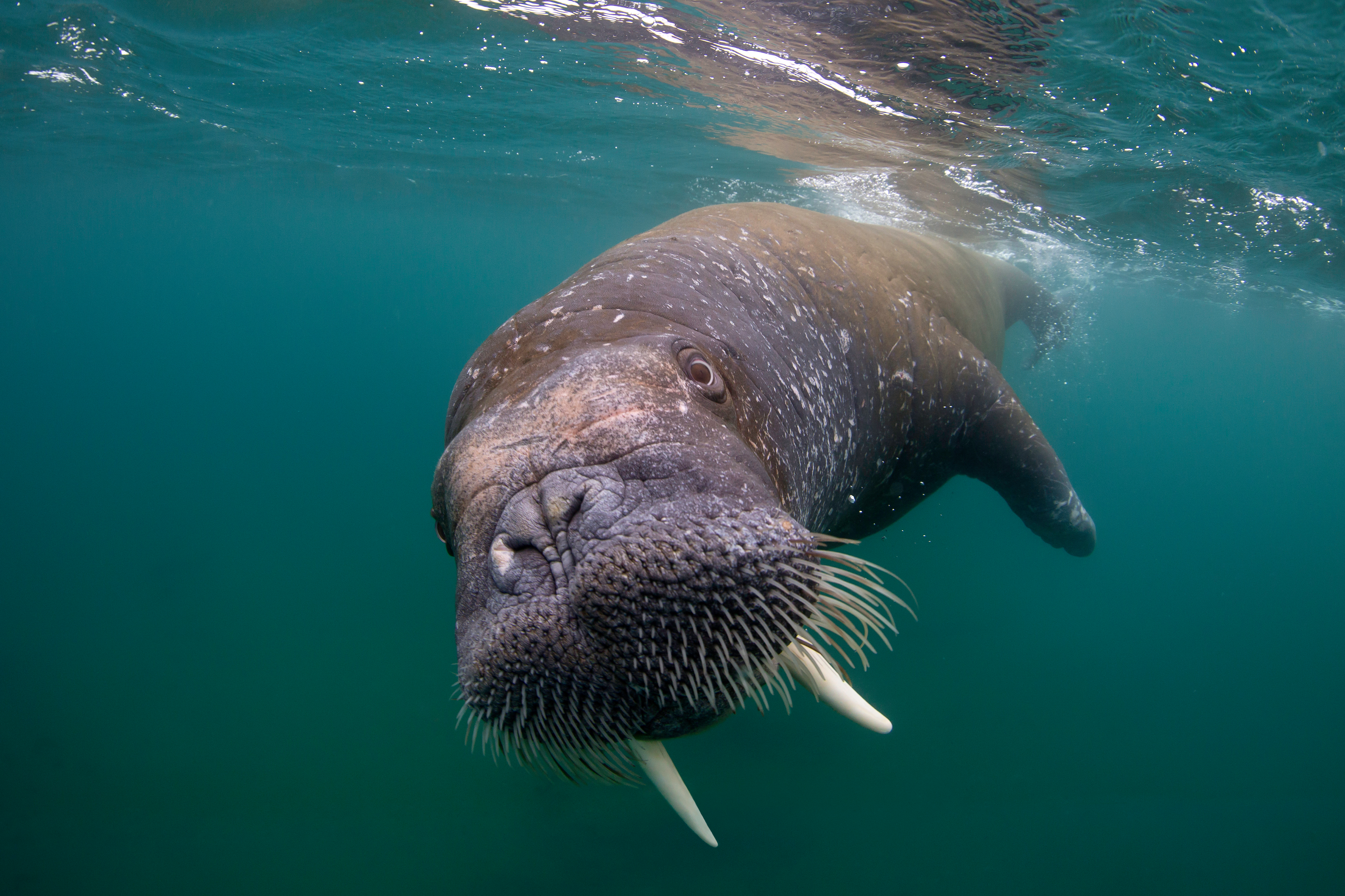 Walrus in het water