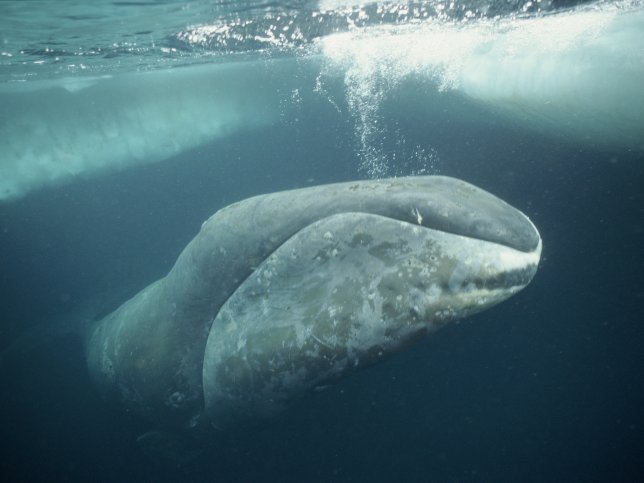Groenlandse walvis spuit lucht