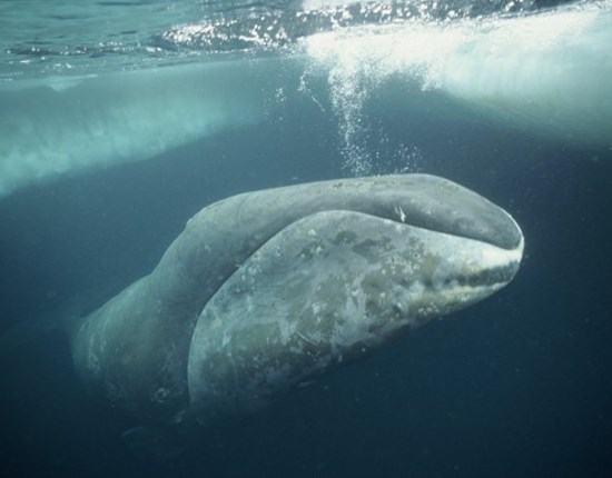 Groenlandse walvis spuit lucht