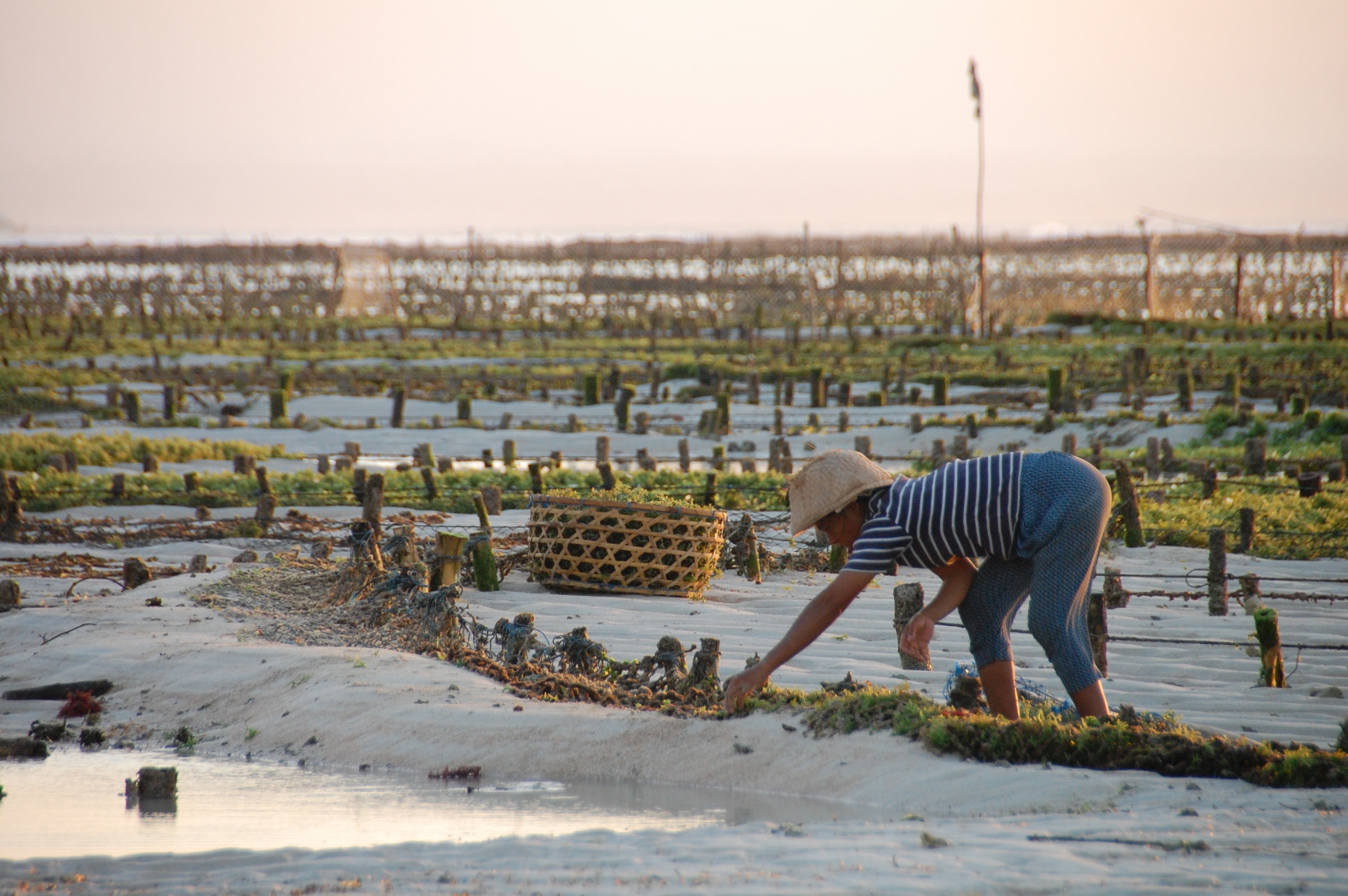 Een persoon op een aquafarm op Bali, Indonesië