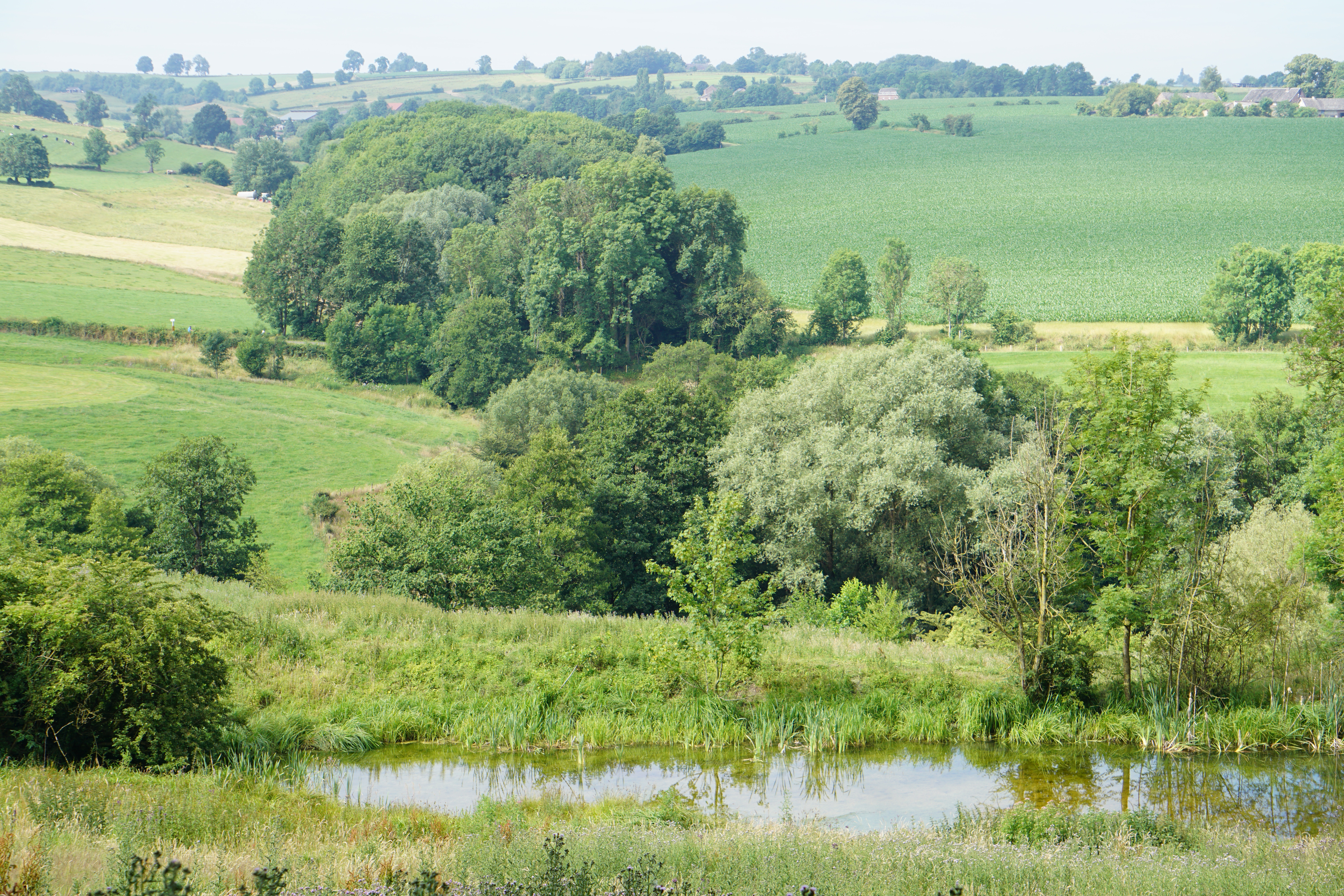 Natuurlijk grasland in het Natagoragebied bij Hombourg