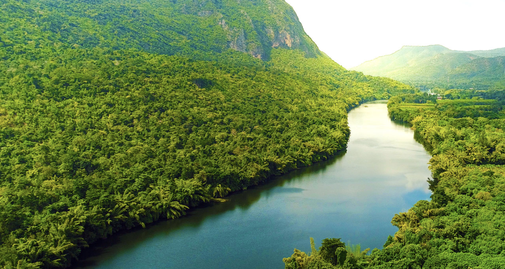 rivier met palmbomen