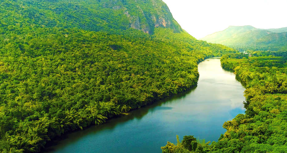rivier met palmbomen