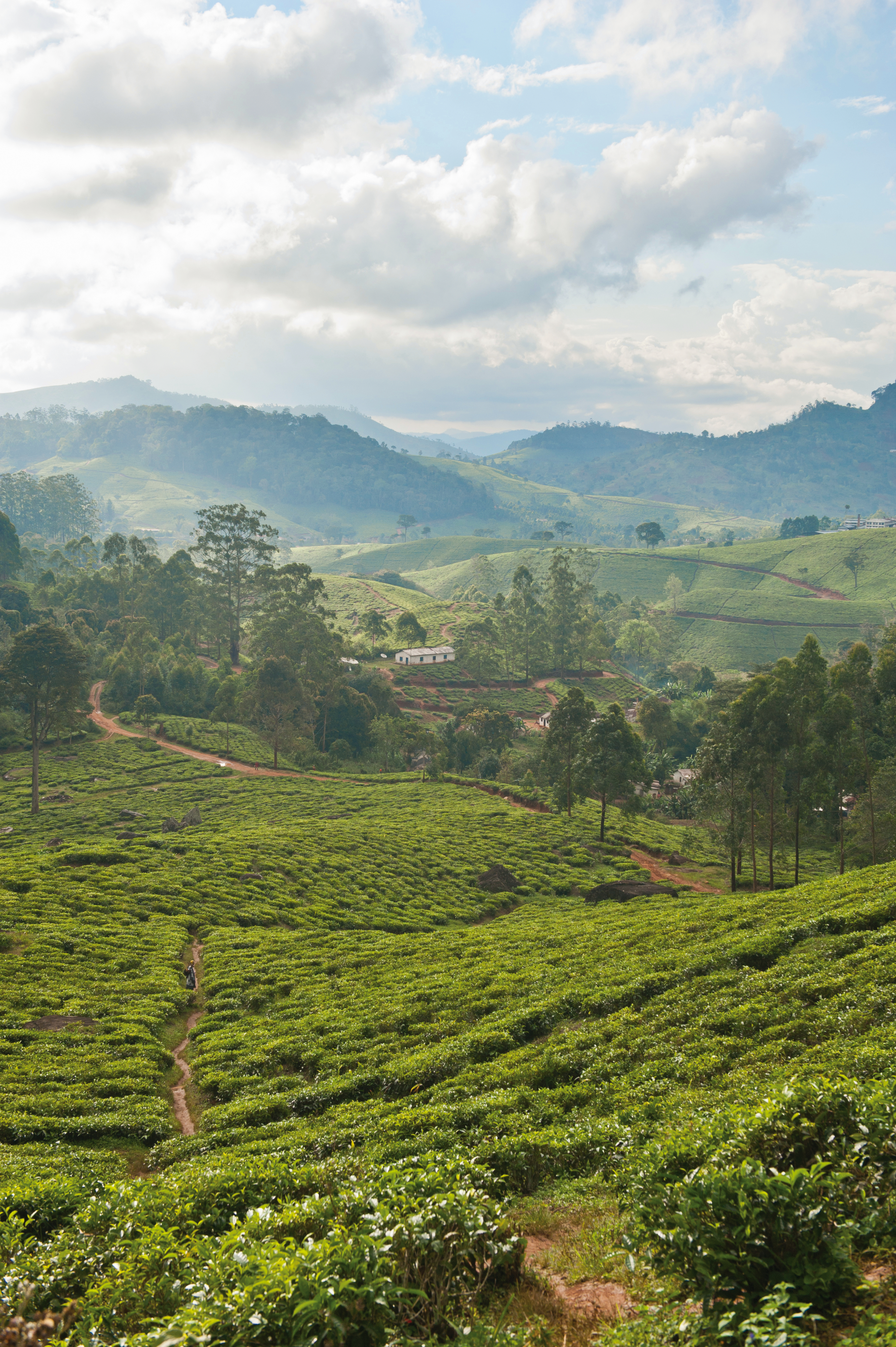 Een theeplantage in Tanzania