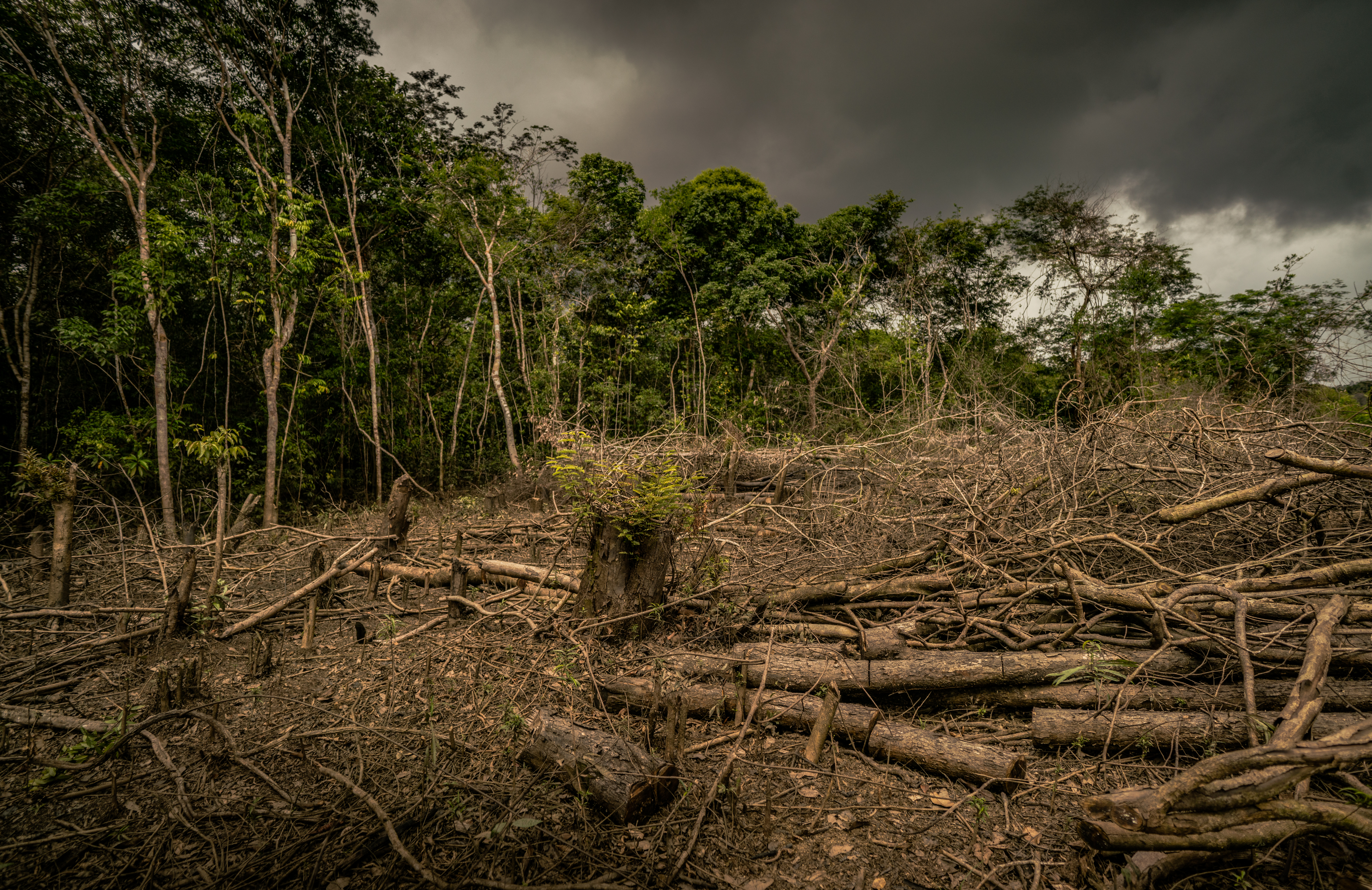 Ontbossing in de Amazone in Colombia