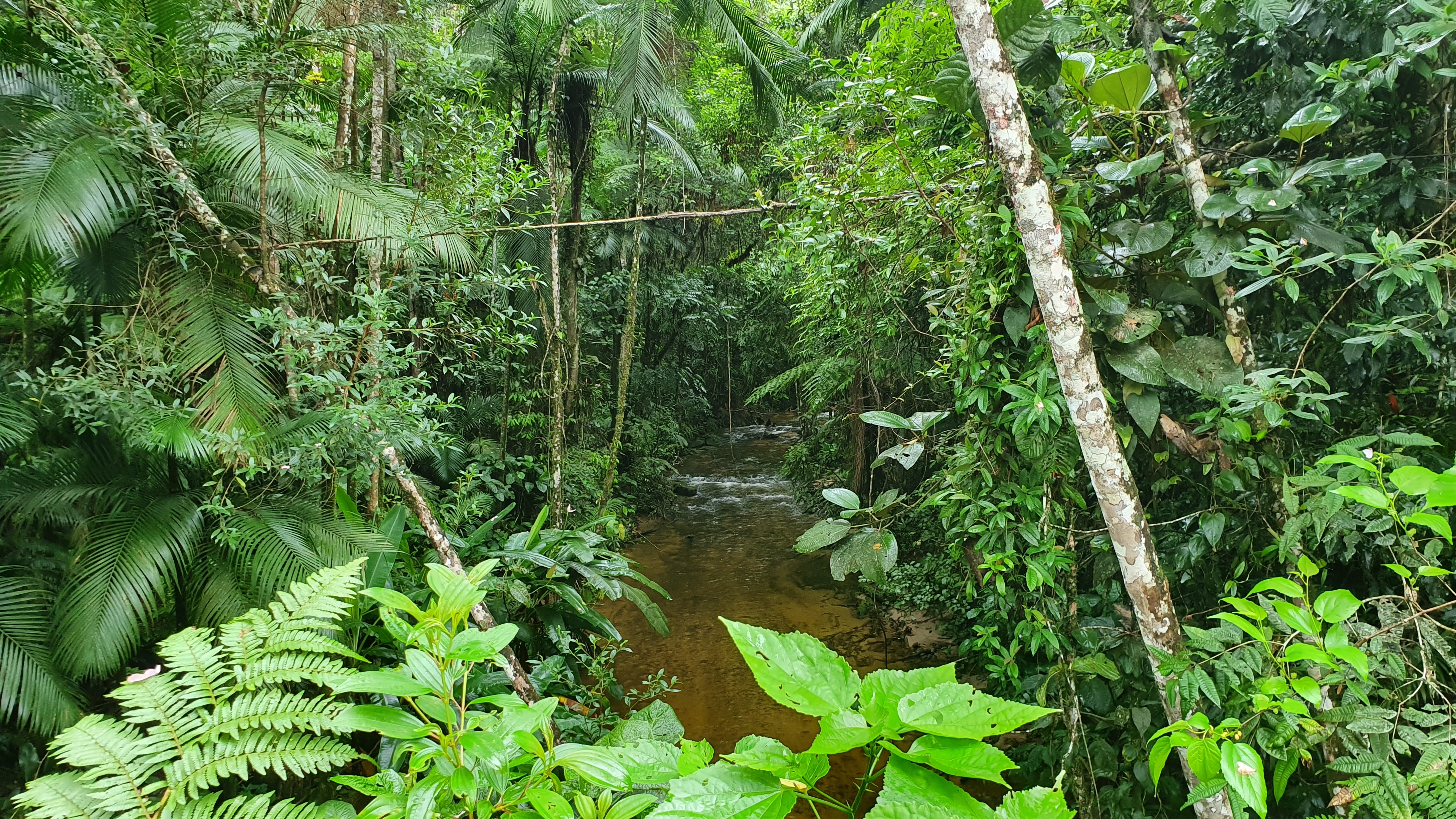 Atlantisch Regenwoud