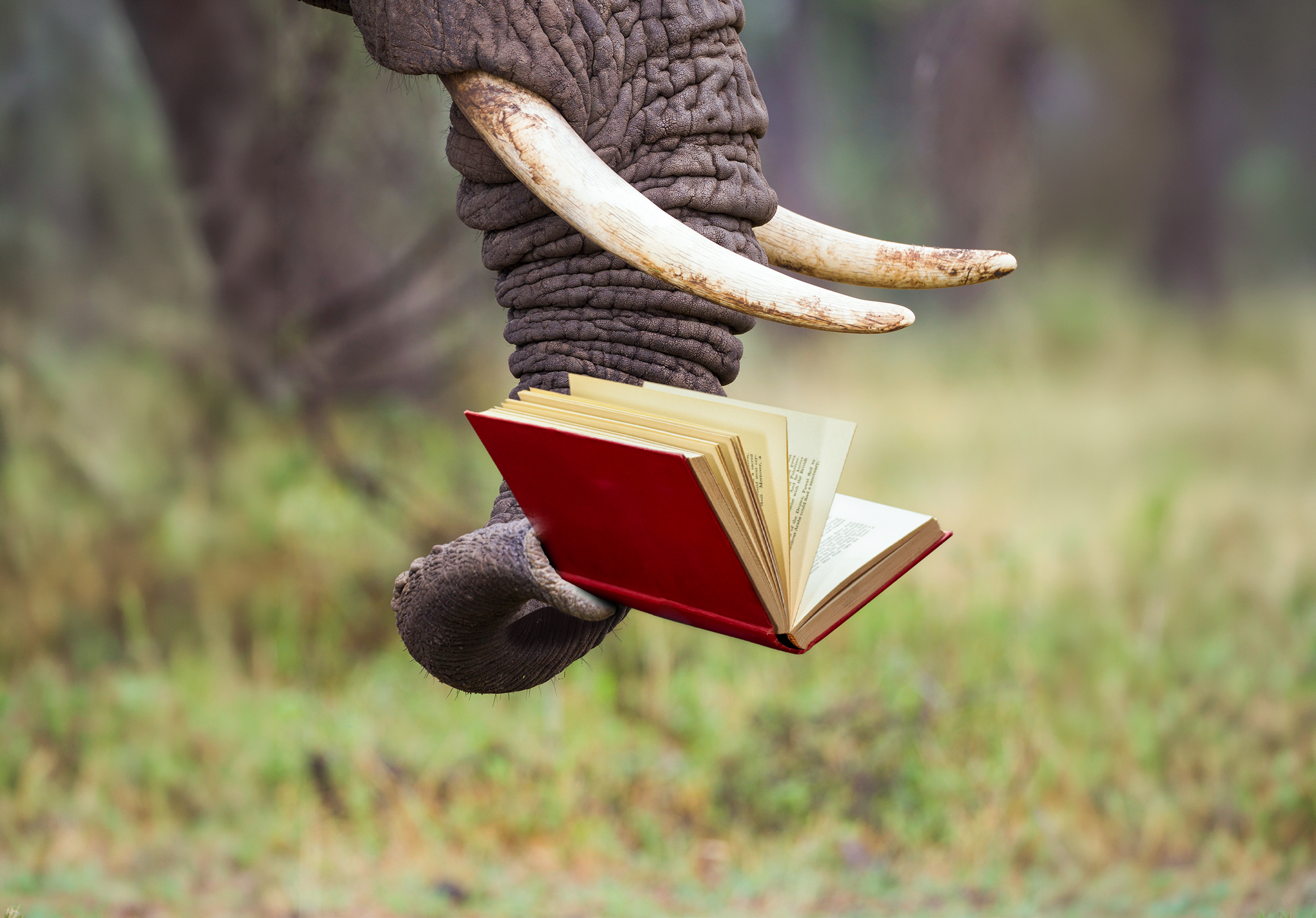 Olifantenslurf met boek