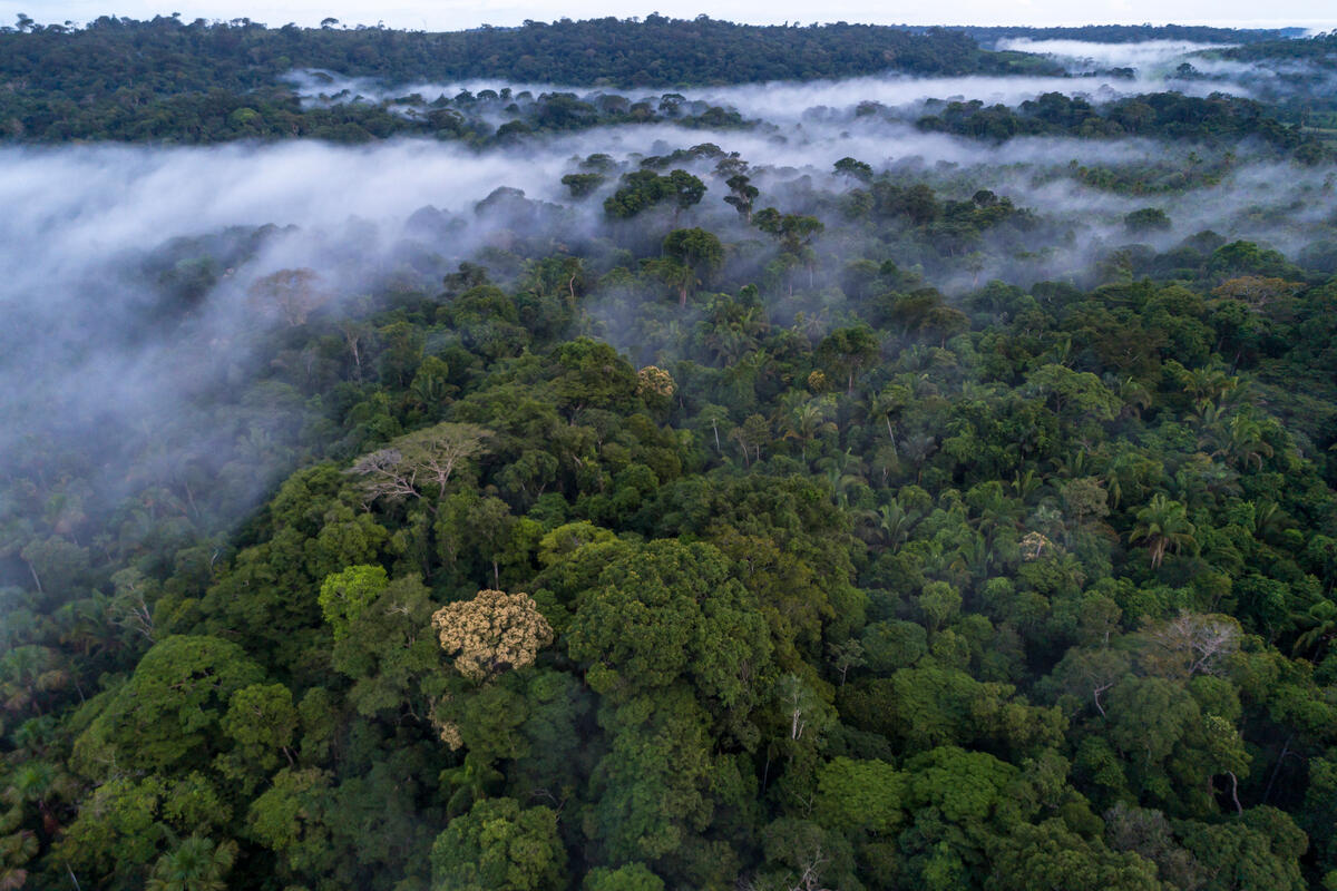 Bovenaanzicht Amazone regenwoud, mist hangt over de bomen