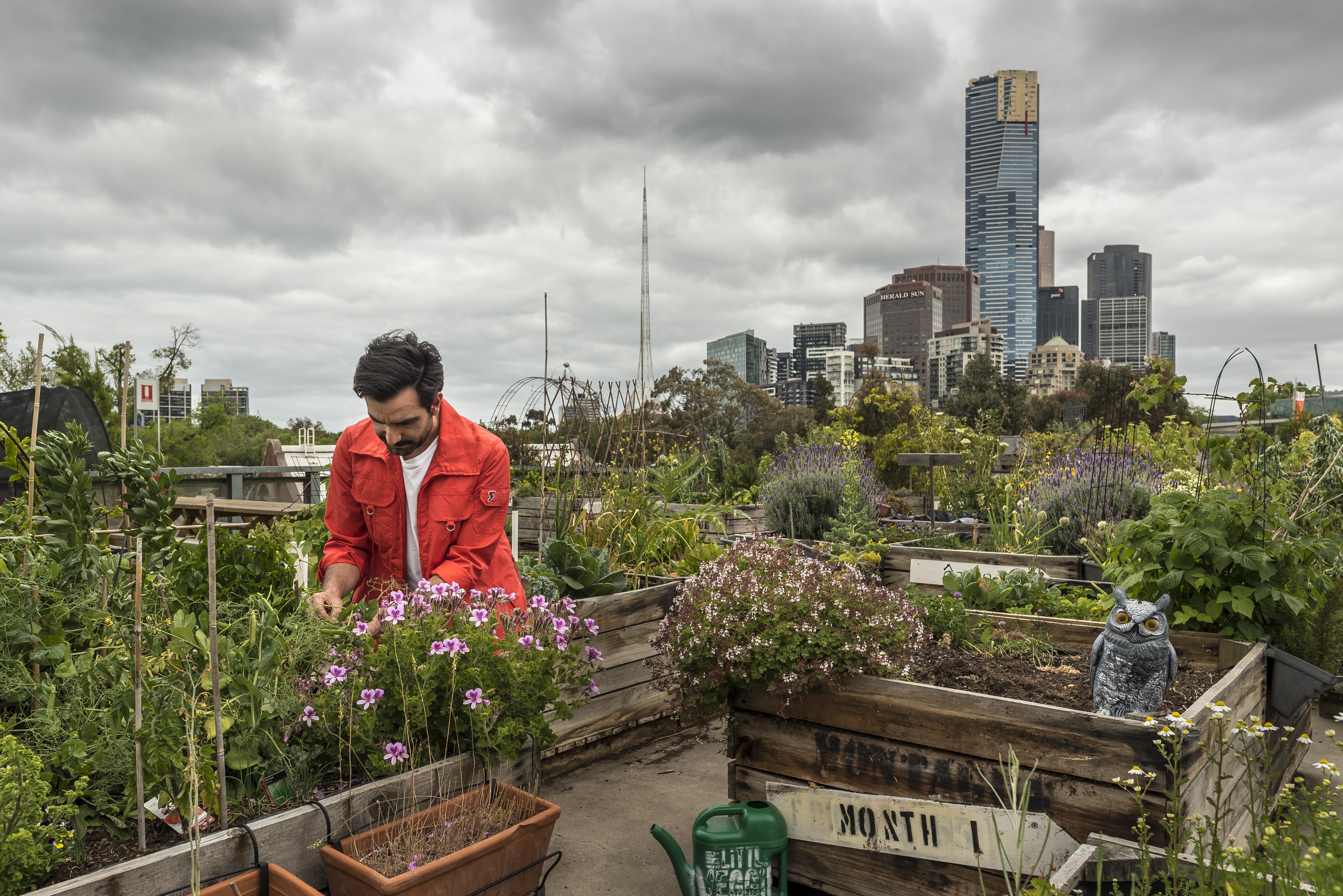 Man bij moestuin op het dak, stad Melbourne